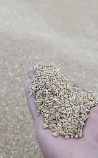گندم دیم زاگرس