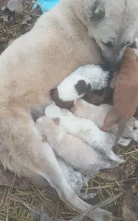 بچه سک فروشی