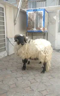قصاب