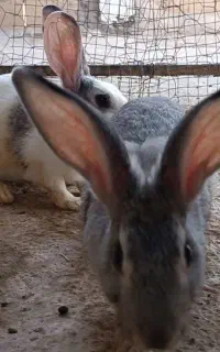 ۶ دانه خرگوش هلندی نر