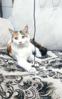 واگذاری گربه خانگی رایگان