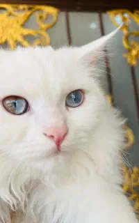 پرشین نر دال فیس