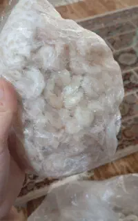 میگو صید روز  کیلویی ۲۵۰   فقط امروز