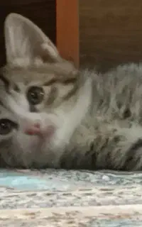 واگذاری ۵ بچه گربه به همراه مادرشون