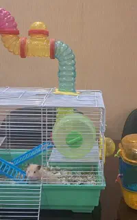 همستر / قفس همستر