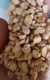 فروش  لپه درجه یک در گونی های 30کیلویی