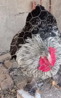 خروس برهما