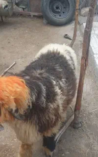 بره نر بختیاری روزگاری  بزری
