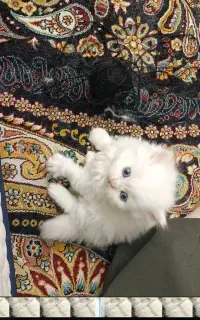فروش گربه خونگی
