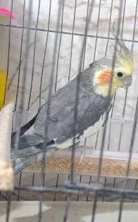 عروس هلندی
