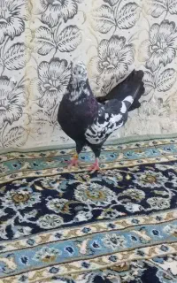 کبوتر نر قوش دم سیاه