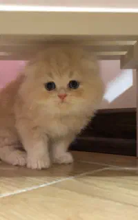 گربه اسکاتیش