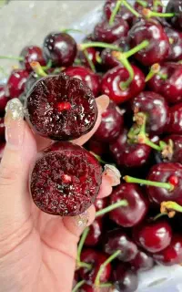 نهال کیوی الو ازگیل گردو توت‌فرنگی بلوبری گیلاس