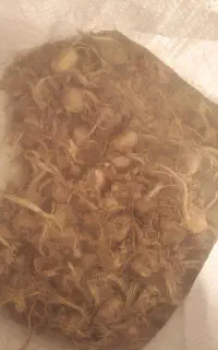 سلام 240کیلو پیاز فروشی کیسه ای