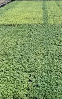 نهال گوجه فرنگی