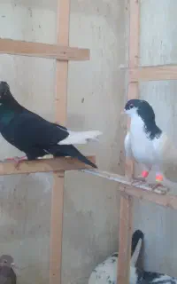 تابلو کبوتر نشان