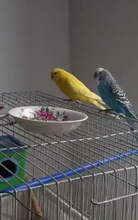 یک جفت مرغ عشق باحال