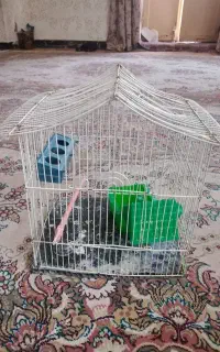قفس پرنده