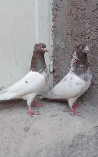 یک جفت کبوتر  قرمزی باش
