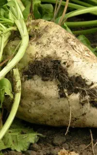 کارگر آبیاری پاره وقت