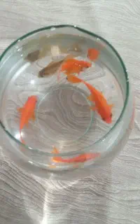 توشله خوب است ۴۰ توشله هست