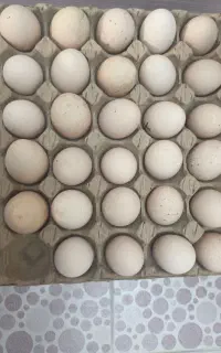 تخم نطفه دار برهما