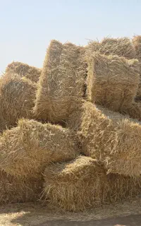 پرس سفال گندم