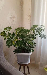 شفلرا ابلق