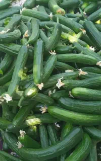 خیار بوستان درجه یک