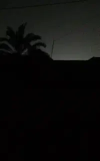 بستن نخل