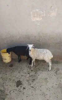 ۲عدد بره