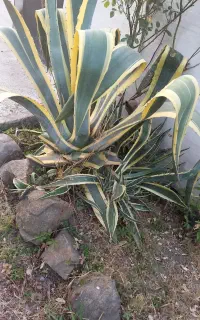 گل بوته