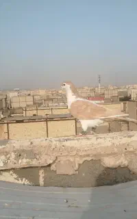کبوتر بوم رنگه و آلمانی