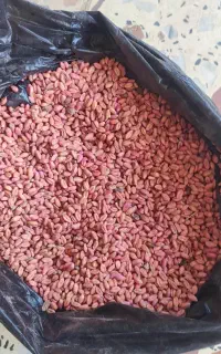 گندم آبی  بوجاری شده الیگودرز