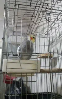 گمشده