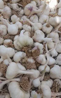 سیر خشک