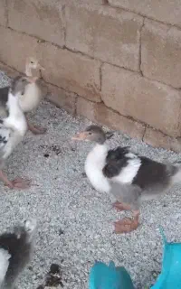 غاز