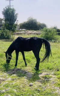 اسب