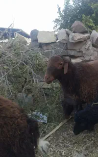 قوچ هترو