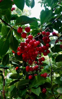 فروش باغ  ترخین اباد ملحمدره(لاواره)