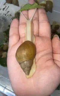 ۱۹۰ عدد حلزون ۴ ماهه