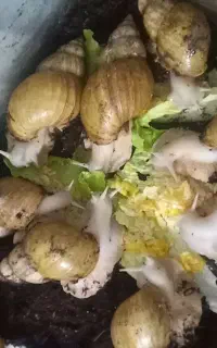 تعدادی حلزون