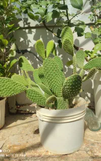 گل فروشی