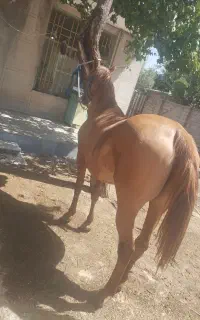 مادیان به اسم طلا