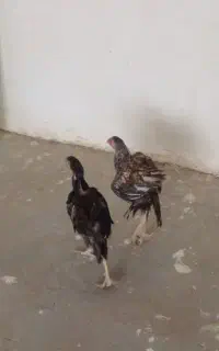 چهار عدد جوجه لاری