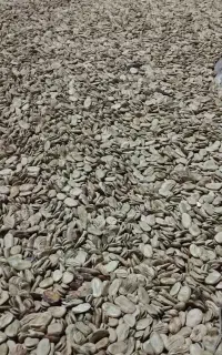 10 تن باقلا شامی درجه یک خوش پخت