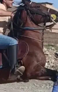 اسب