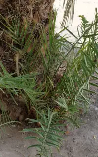 بچه نخل