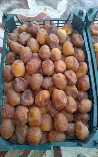 رطب برحی وخارک آبادان