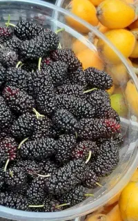 فروش ازگیل و شاه توت بسیار عالی